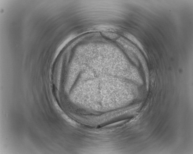 X0000066021091200603241529