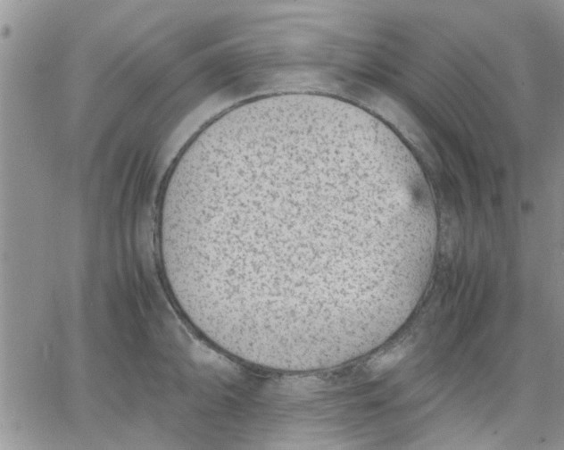 X0000066021094200603241529