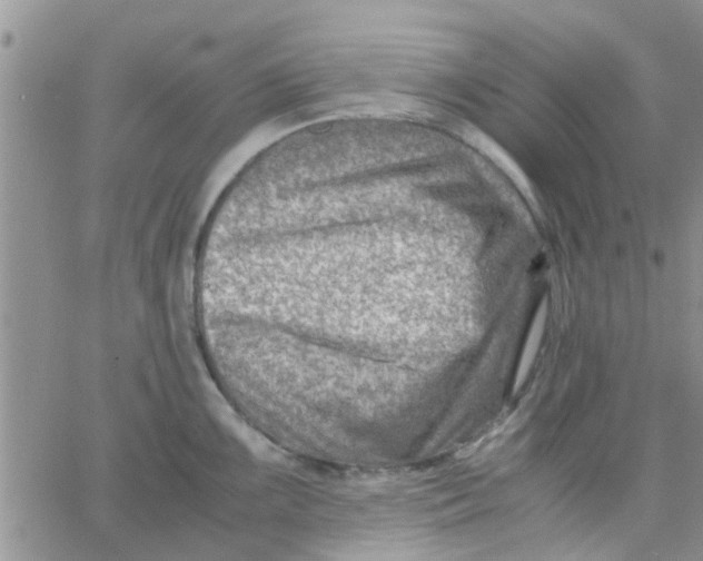 X0000066021099200603241529