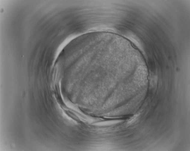 X0000066021102200603241529