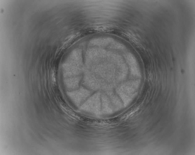 X0000066021106200603241528