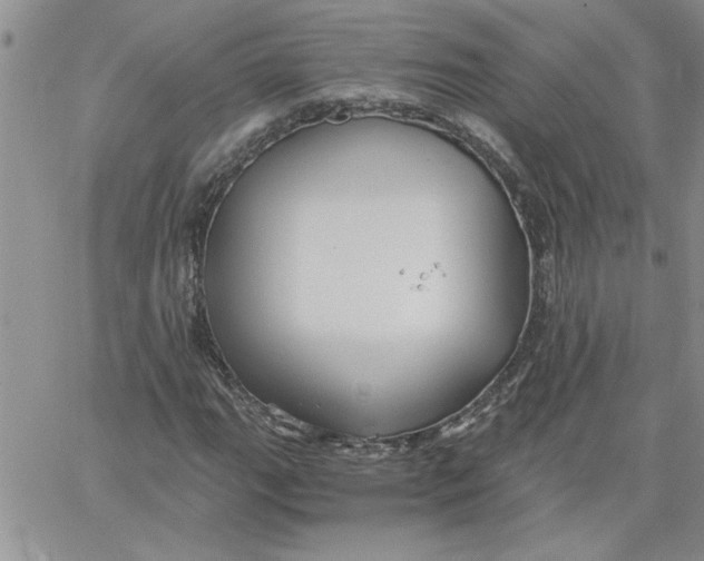 X0000066021111200603241528