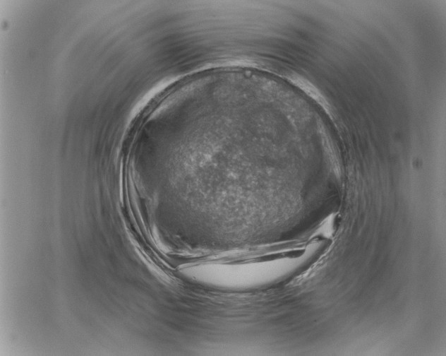 X0000066021127200603241528