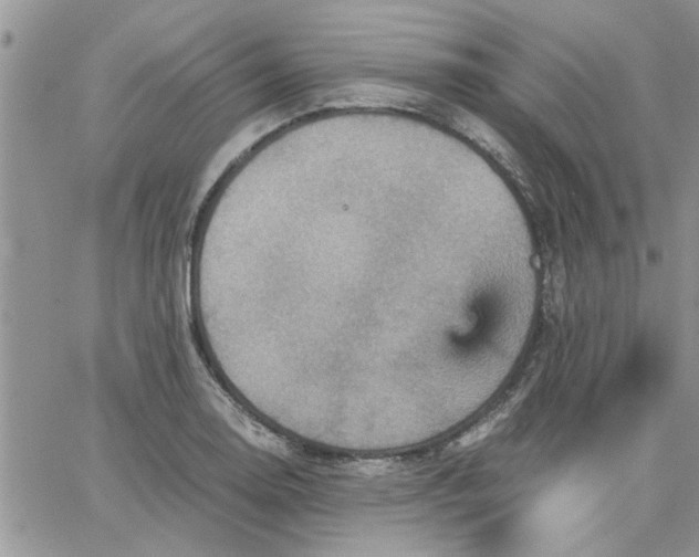 X0000066021130200603241528