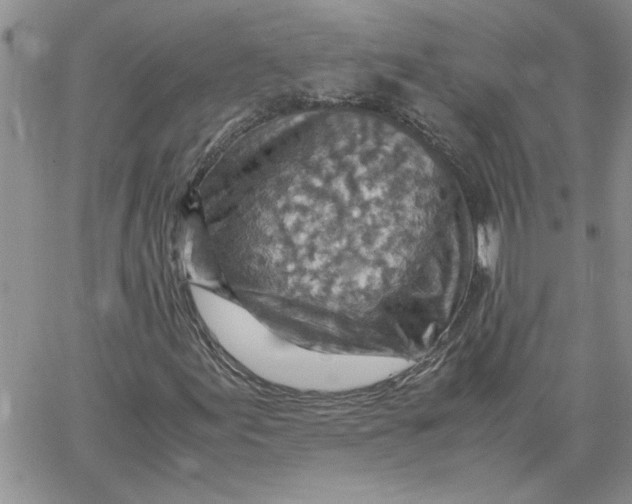 X0000066021155200603241528