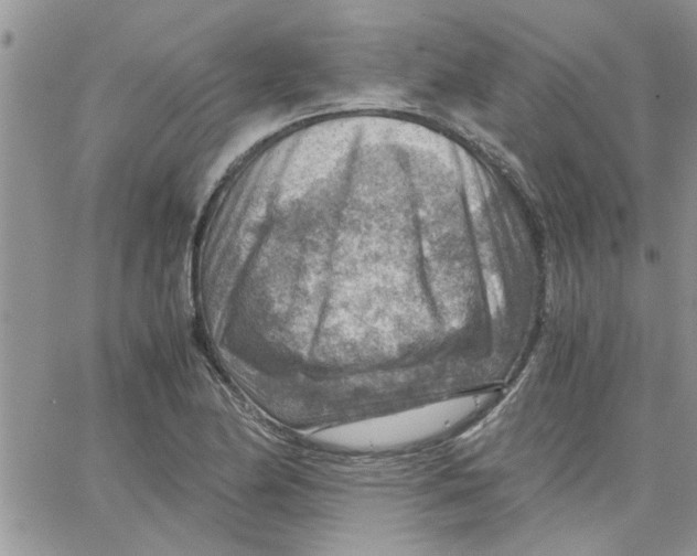 X0000066021174200603241528