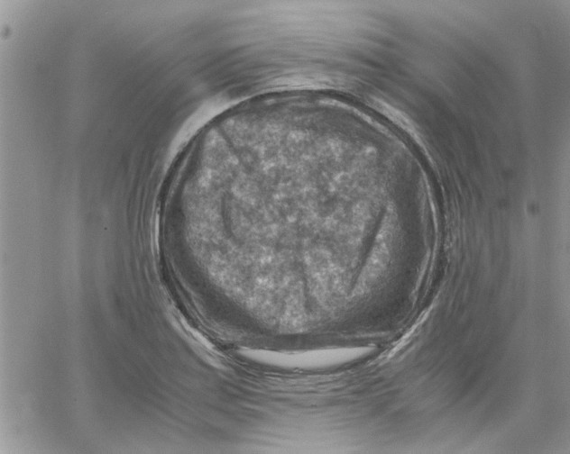 X0000066021179200603241527