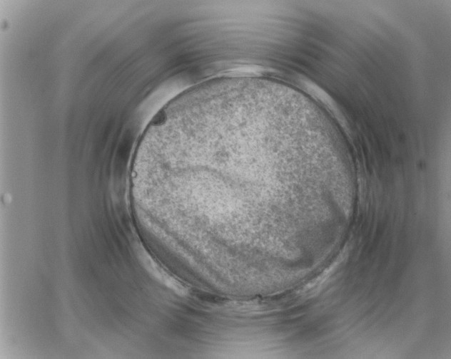 X0000066021194200603241527