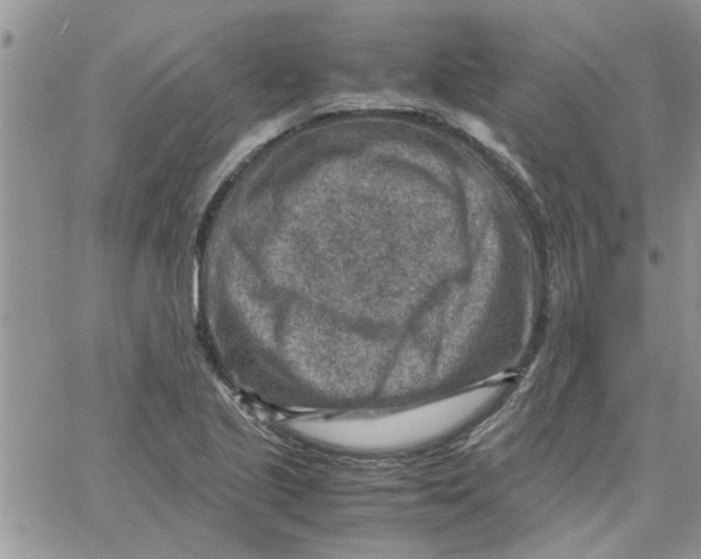 X0000066021221200603241527