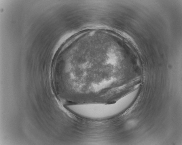 X0000066021231200603241527