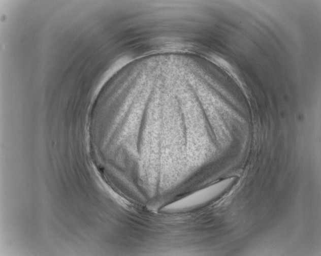 X0000066021235200603241527