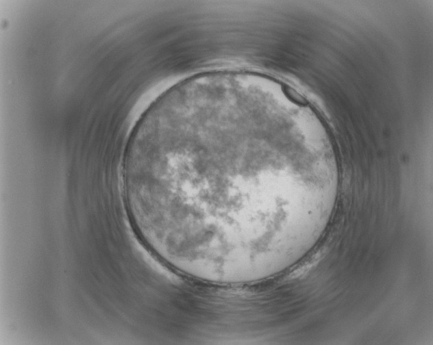 X0000066021239200603241527