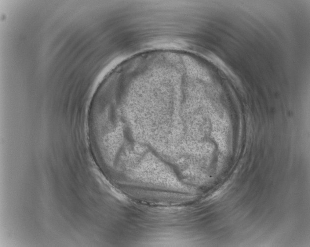 X0000066021240200603241527