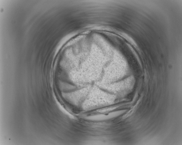 X0000066021247200603241527