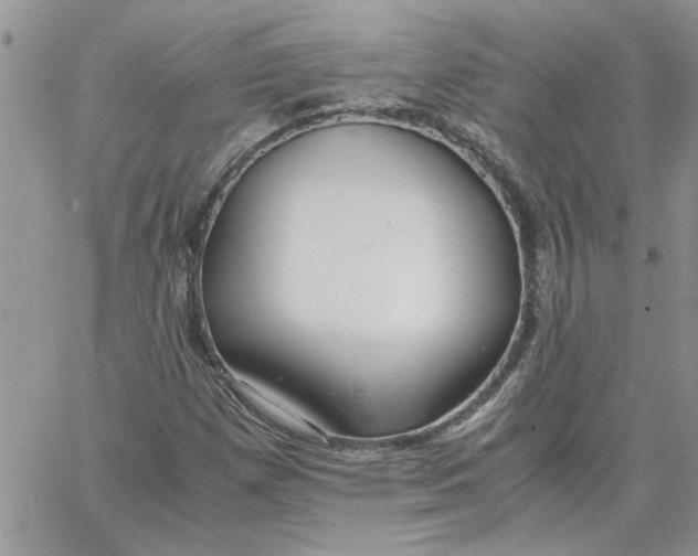 X0000066021257200603241526