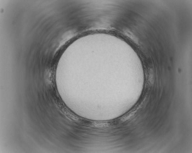 X0000066021258200603241526