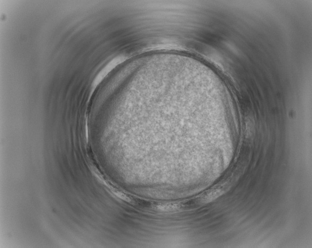 X0000066021274200603241526