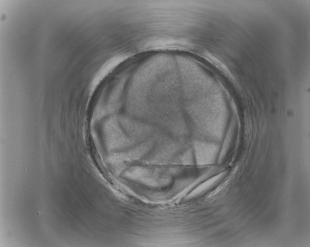 X0000066021277200603241526