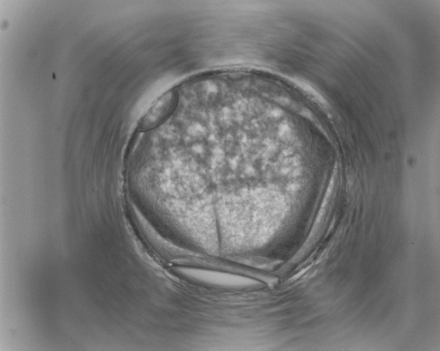 X0000066021279200603241526