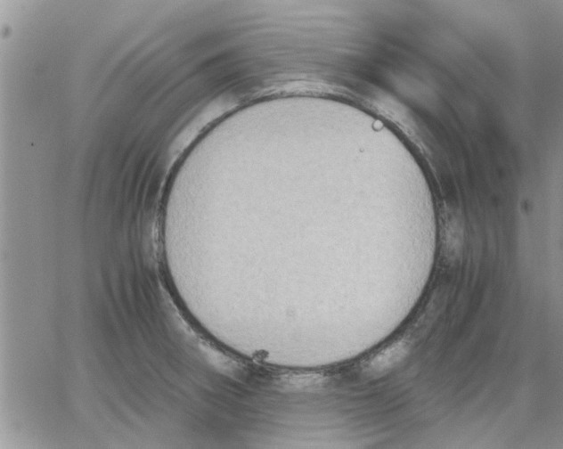 X0000066021282200603241526