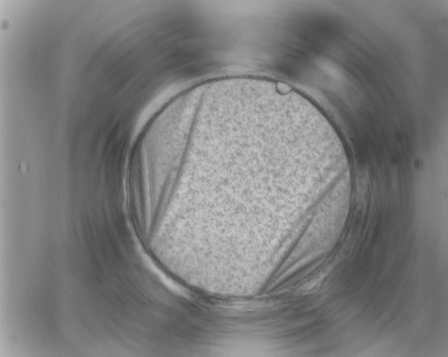 X0000066021294200603241526