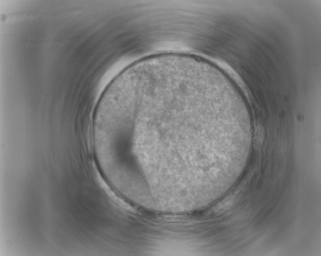 X0000066021295200603241526