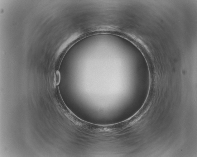 X0000066021317200603241525