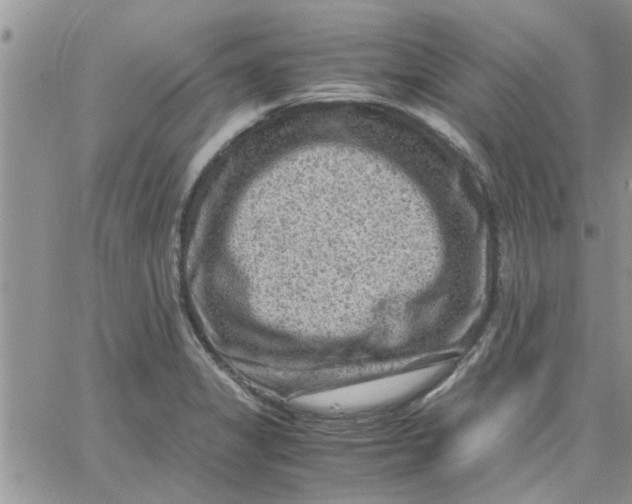 X0000066021325200603241525