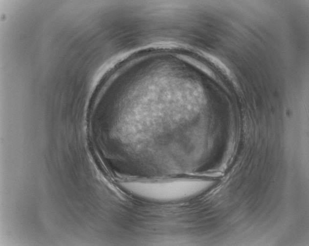 X0000066021327200603241525