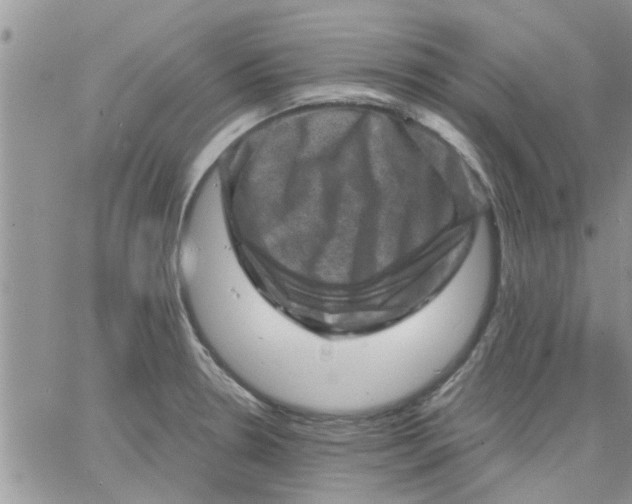 X0000066021330200603241525