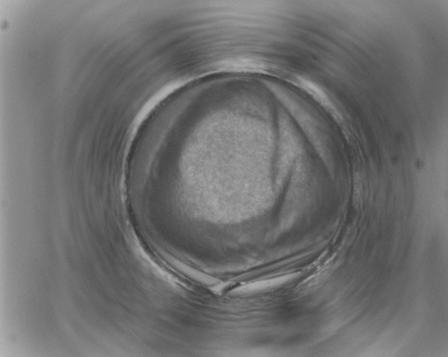 X0000066021331200603241525