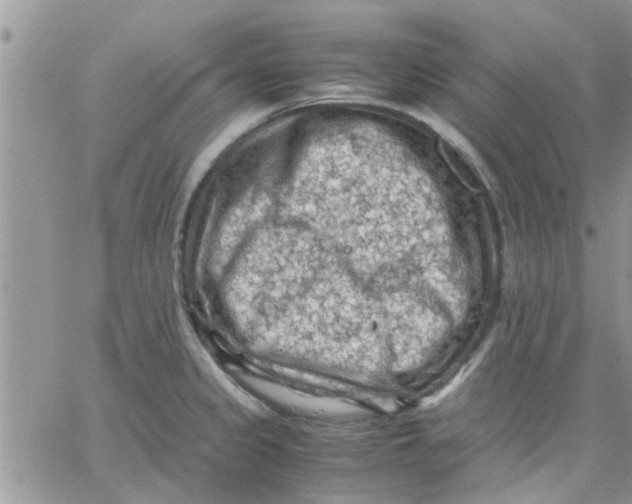 X0000066021333200603241525