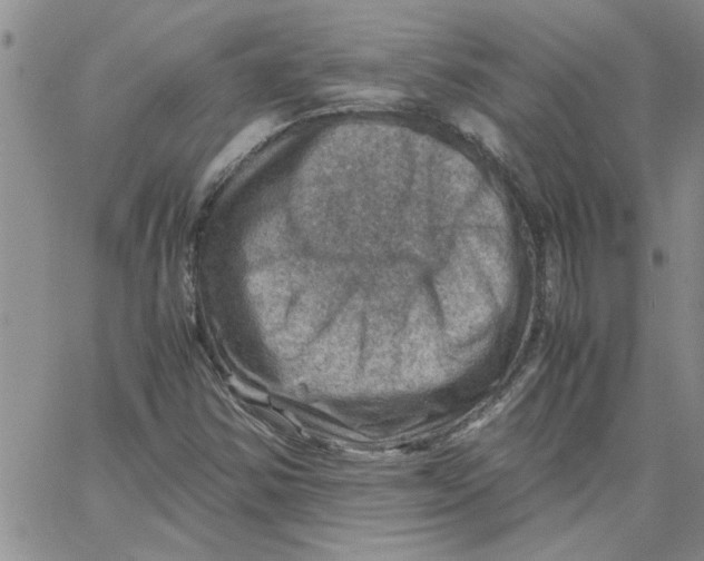 X0000066021354200603241525