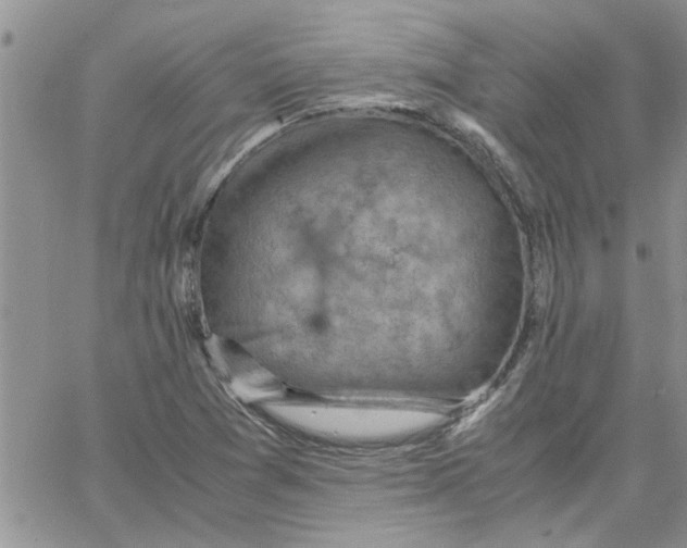 X0000066021361200603241525