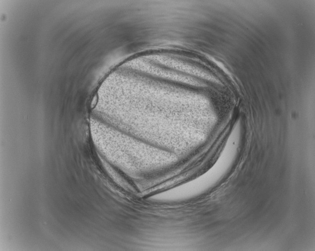 X0000066021363200603241524