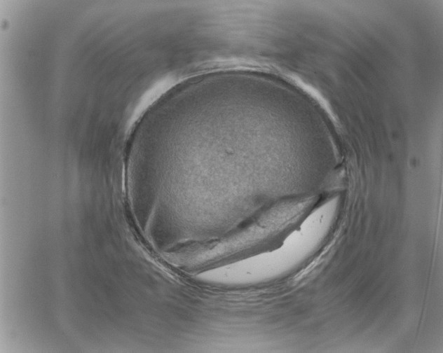 X0000066021365200603241524