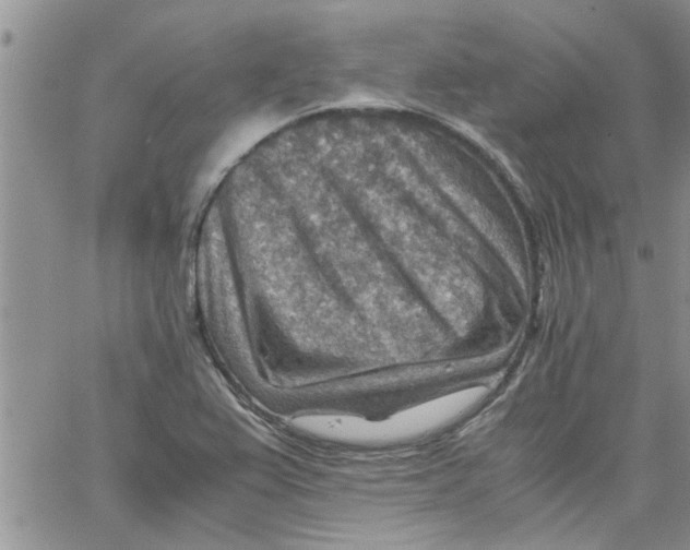 X0000066021367200603241524