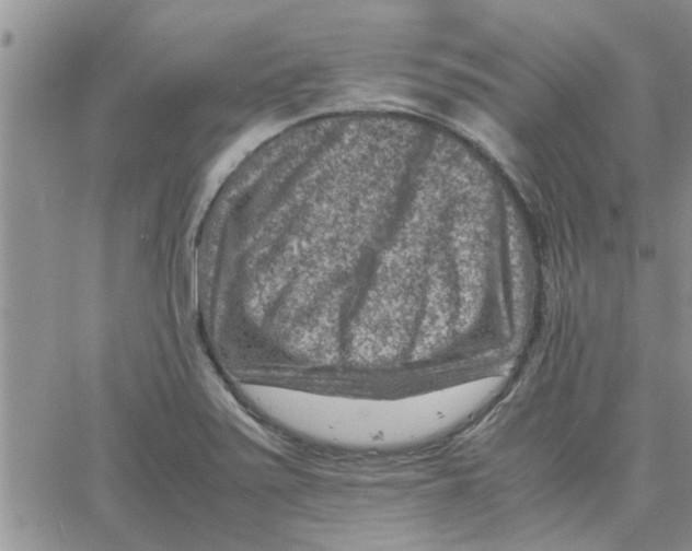 X0000066021371200603241524