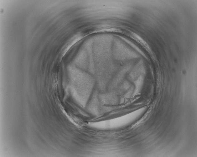 X0000066021377200603241524