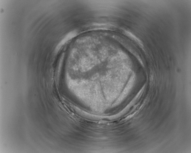 X0000066021411200603241524