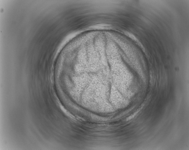 X0000066021421200603241524