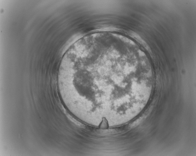 X0000066021425200603241524