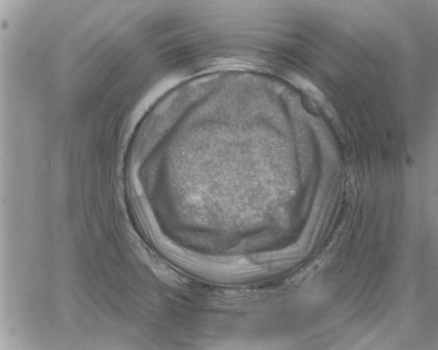 X0000066021427200603241524