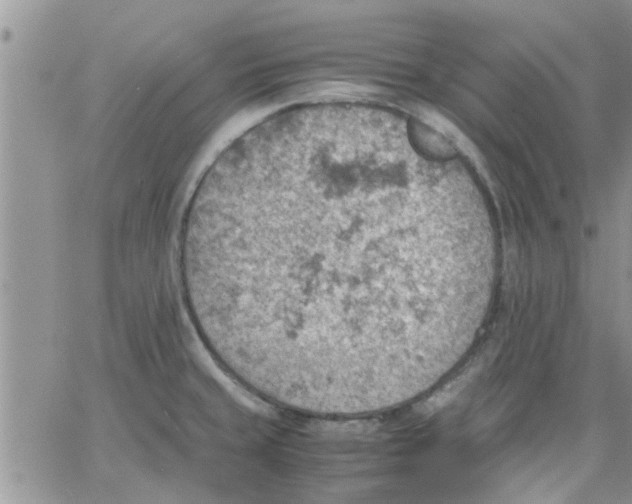 X0000066021429200603241524