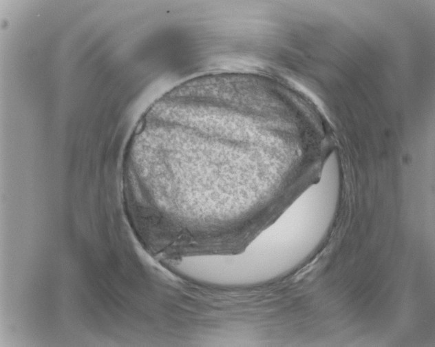 X0000066021471200603241523