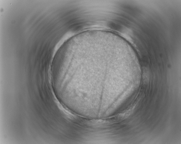 X0000066021474200603241523