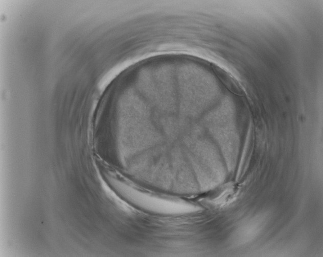 X0000066021527200603241522