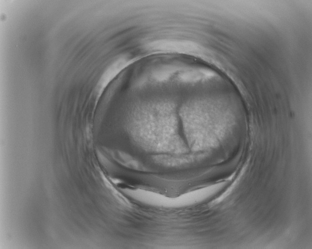 X0000066021529200603241522