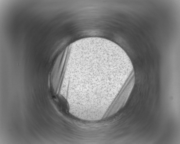 X0000066020014200603312101