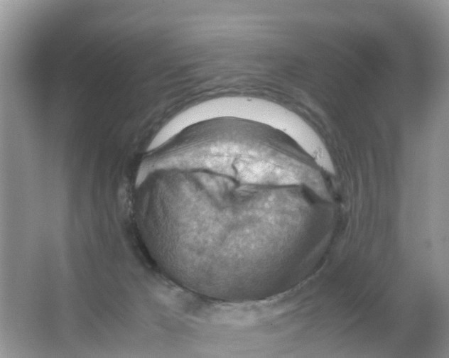 X0000066020029200603312100